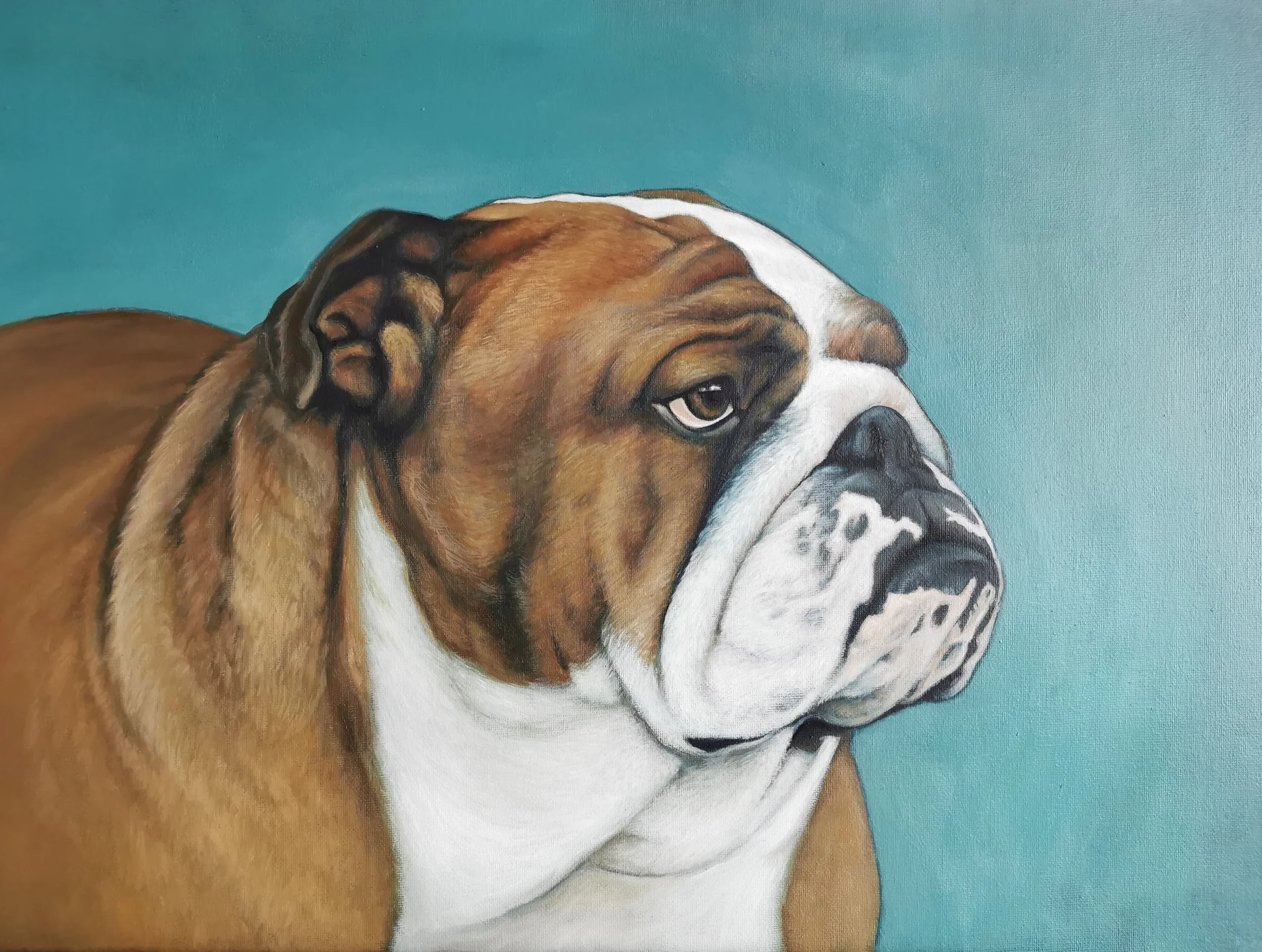 Bulldog.jpg