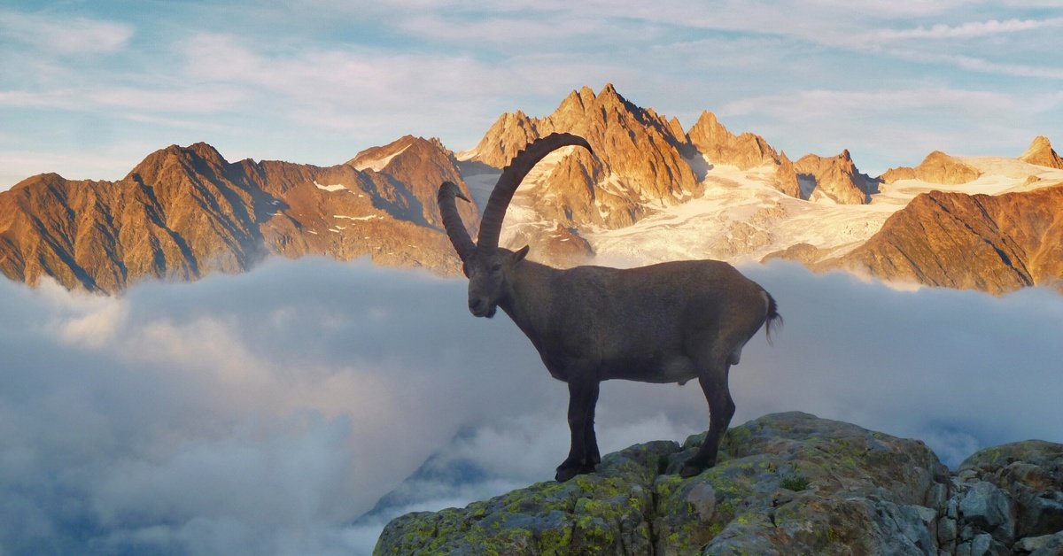 A male alpine ibex standing on rocky terrain against a dark sky with clouds in a mountain landscape.