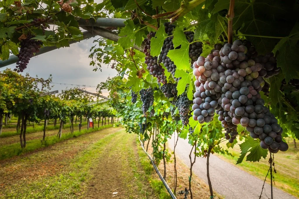 Grapevines with bunches of purple grapes hanging in a vineyard.