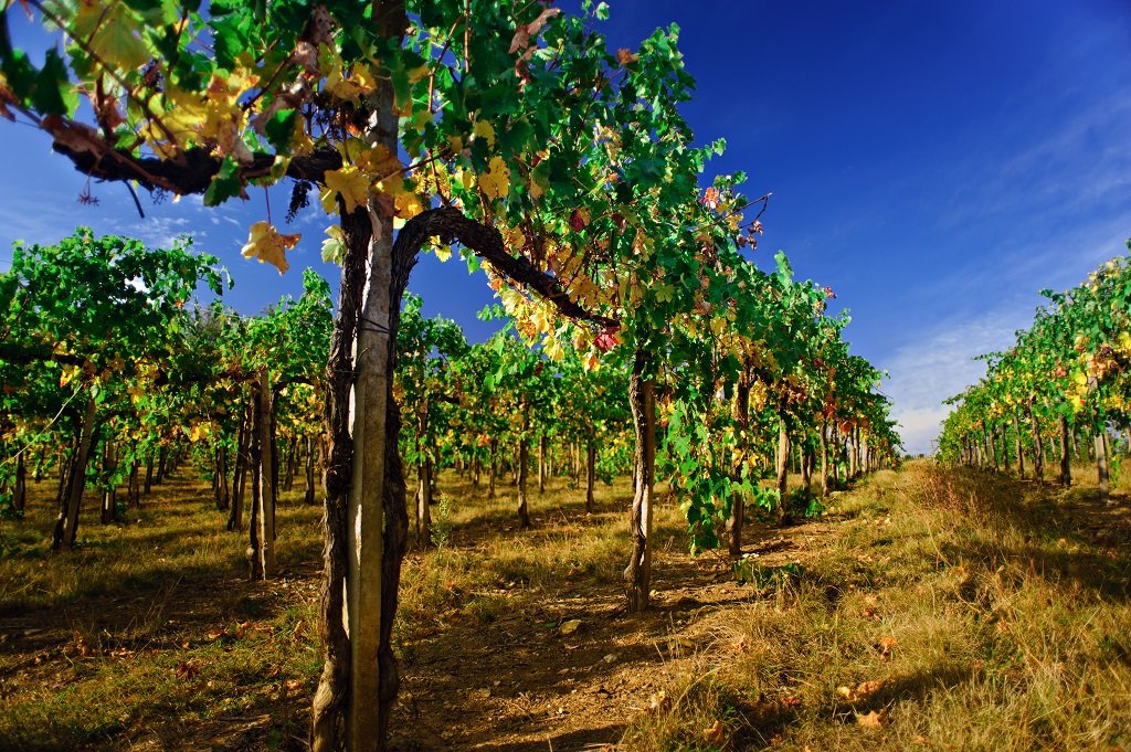 Vineyard with rows of grapevines under a bright blue sky.