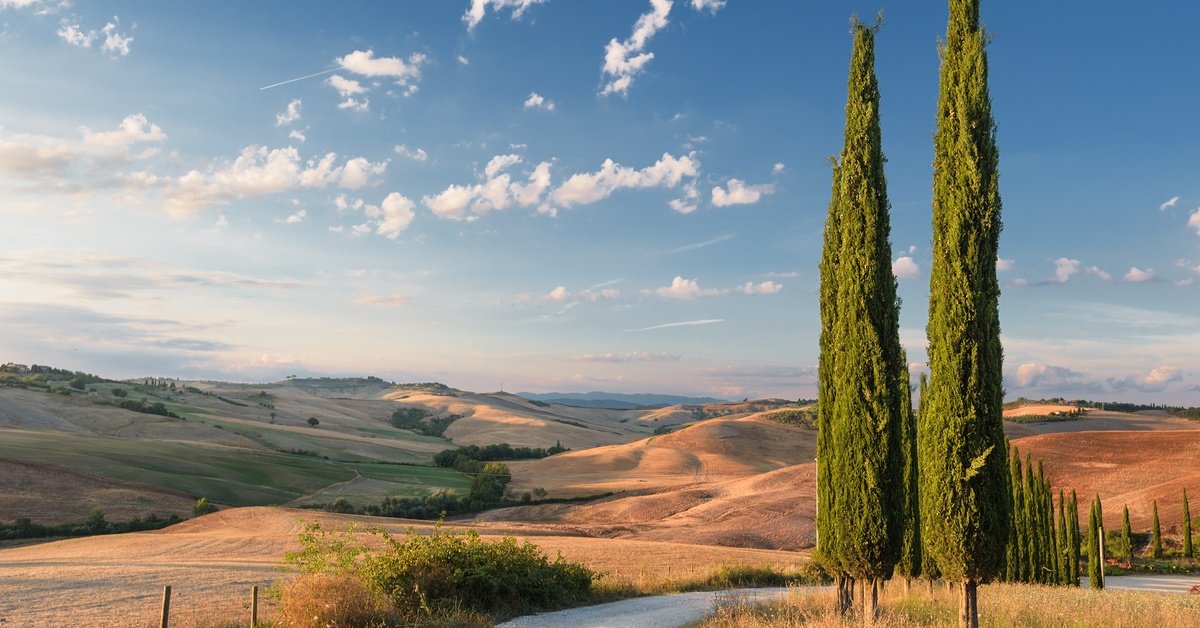A winding road lined with tall cypress trees stretching through a landscape with rolling hills under a bright sky.