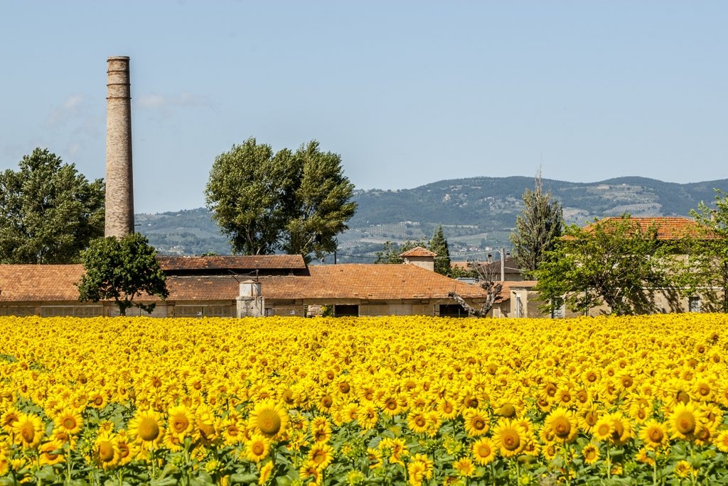 Vast field of blooming golden sunflowers (girasoli) in front of an old agricultural building with a tall brick smokestack, located in the countryside near Foligno.