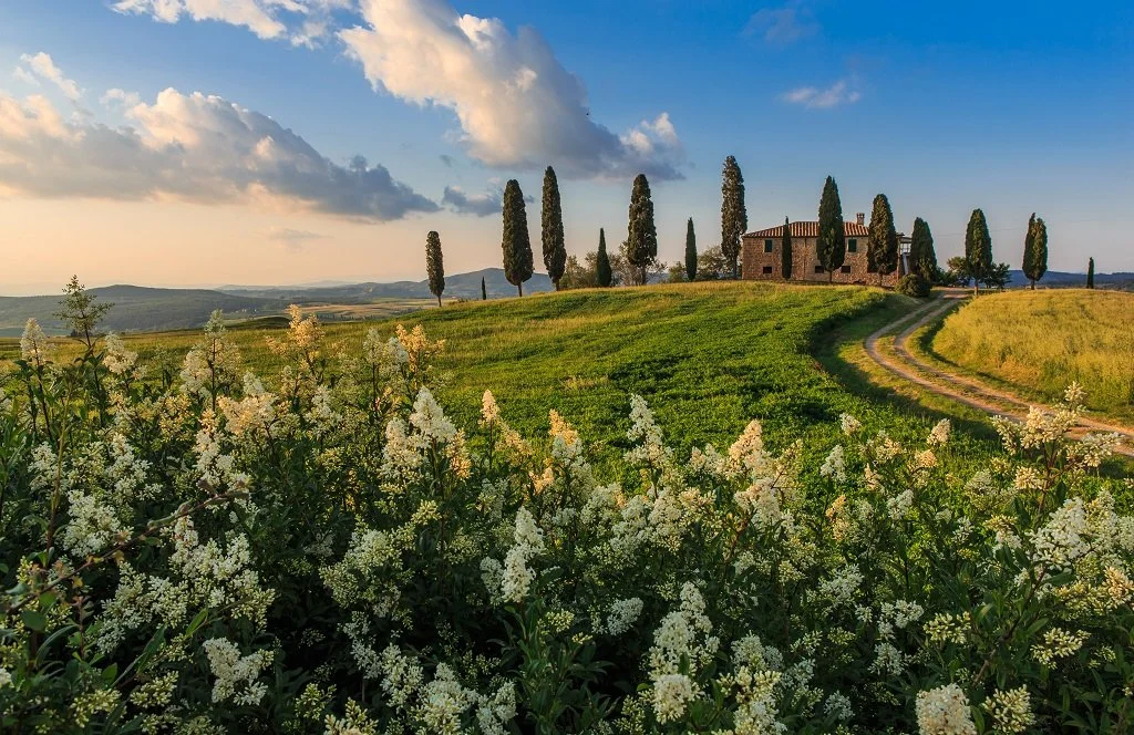 A scenic countryside landscape with a stone house, tall cypress trees, a dirt road, and white flowering bushes in the foreground under a partly cloudy sky.