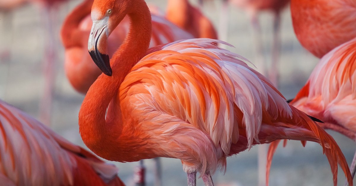 A group of pink flamingos standing closely together with long legs and curved necks visible among the flock.