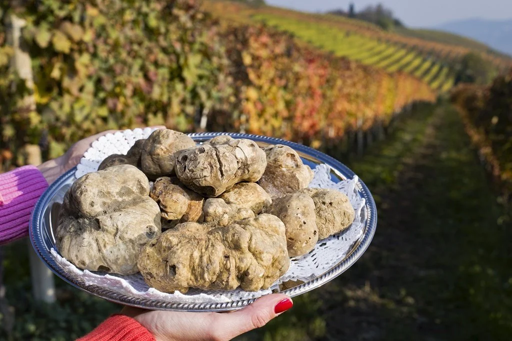 Person holding a silver tray with white doilies and large white truffles, overlooking a vineyard with rows of grapevines and fall foliage.