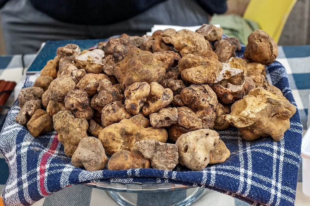 A collection of white truffles from Alba, Italy.