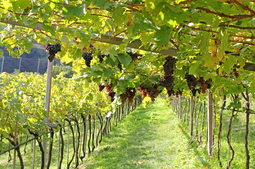 Grapevines with grape clusters hanging in a vineyard under sunlight.