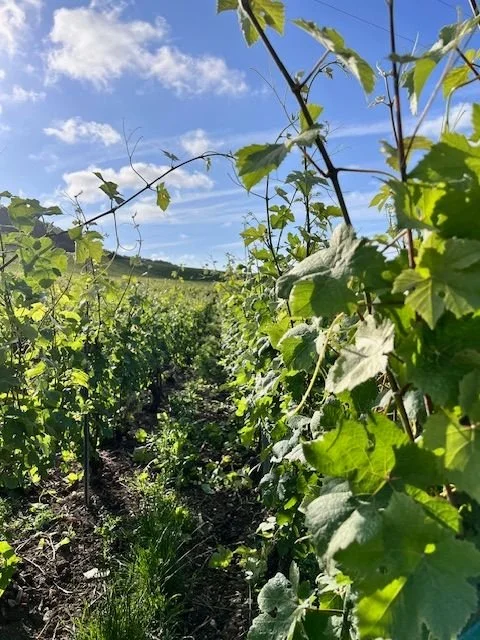 Vignes dans un vignoble sous un ciel bleu avec quelques nuages.