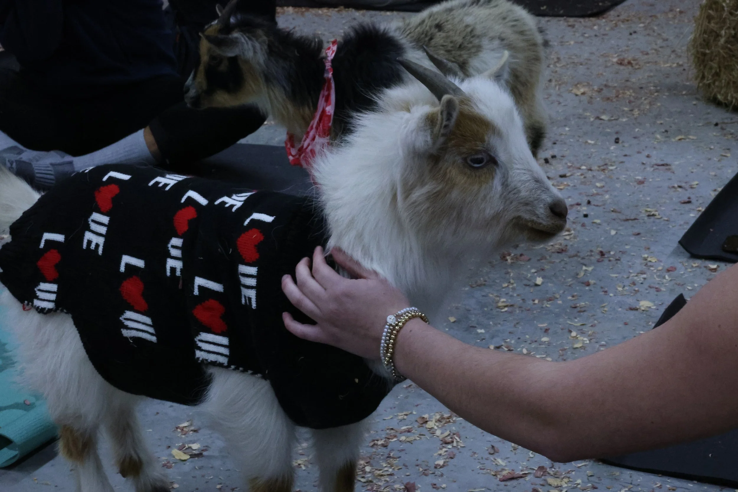 20250219_KI_GOATYOGA_4.jpg
