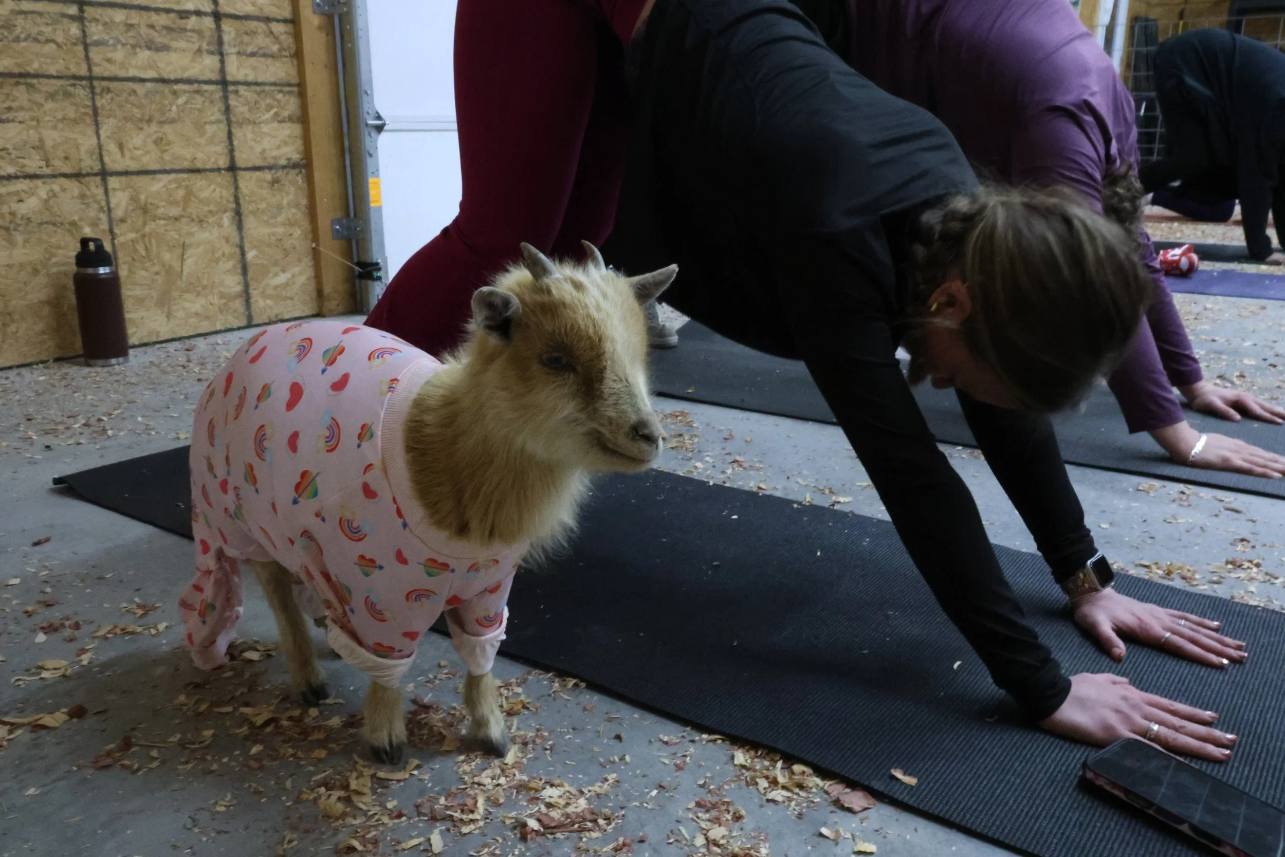 20250219_KI_GOATYOGA_3.jpg