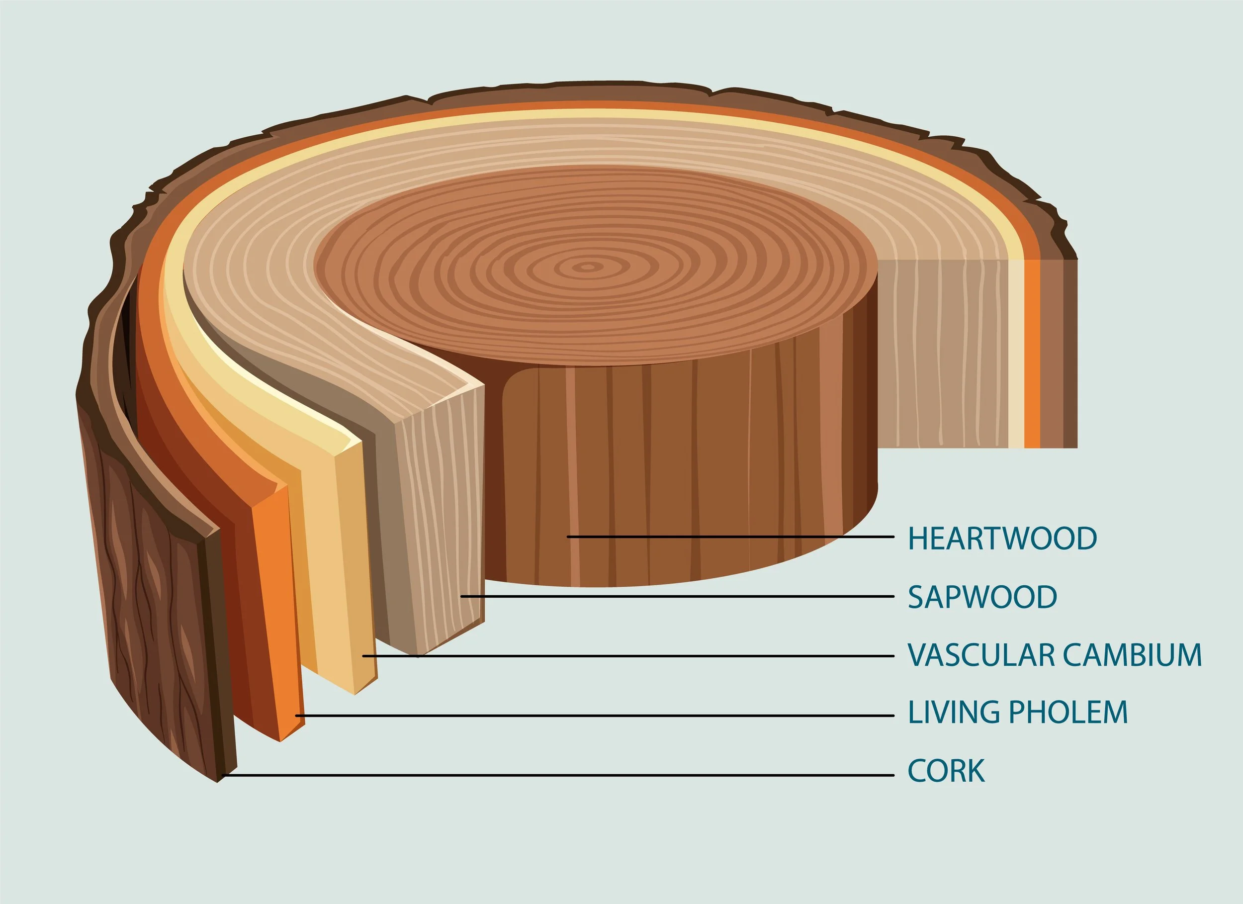 Cross-section of a tree trunk showing the growth rings and labeled layers including cork, living phloem, vascular cambium, sapwood, and heartwood.