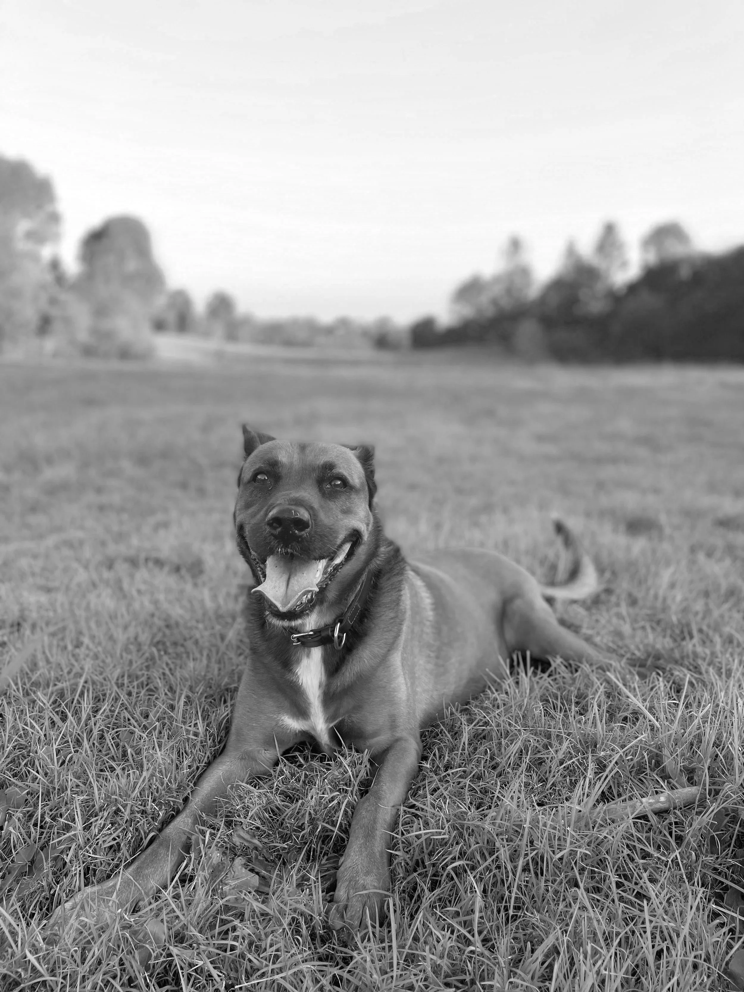 Brisbane landscape guard dog. Good vibes and morale boosting.