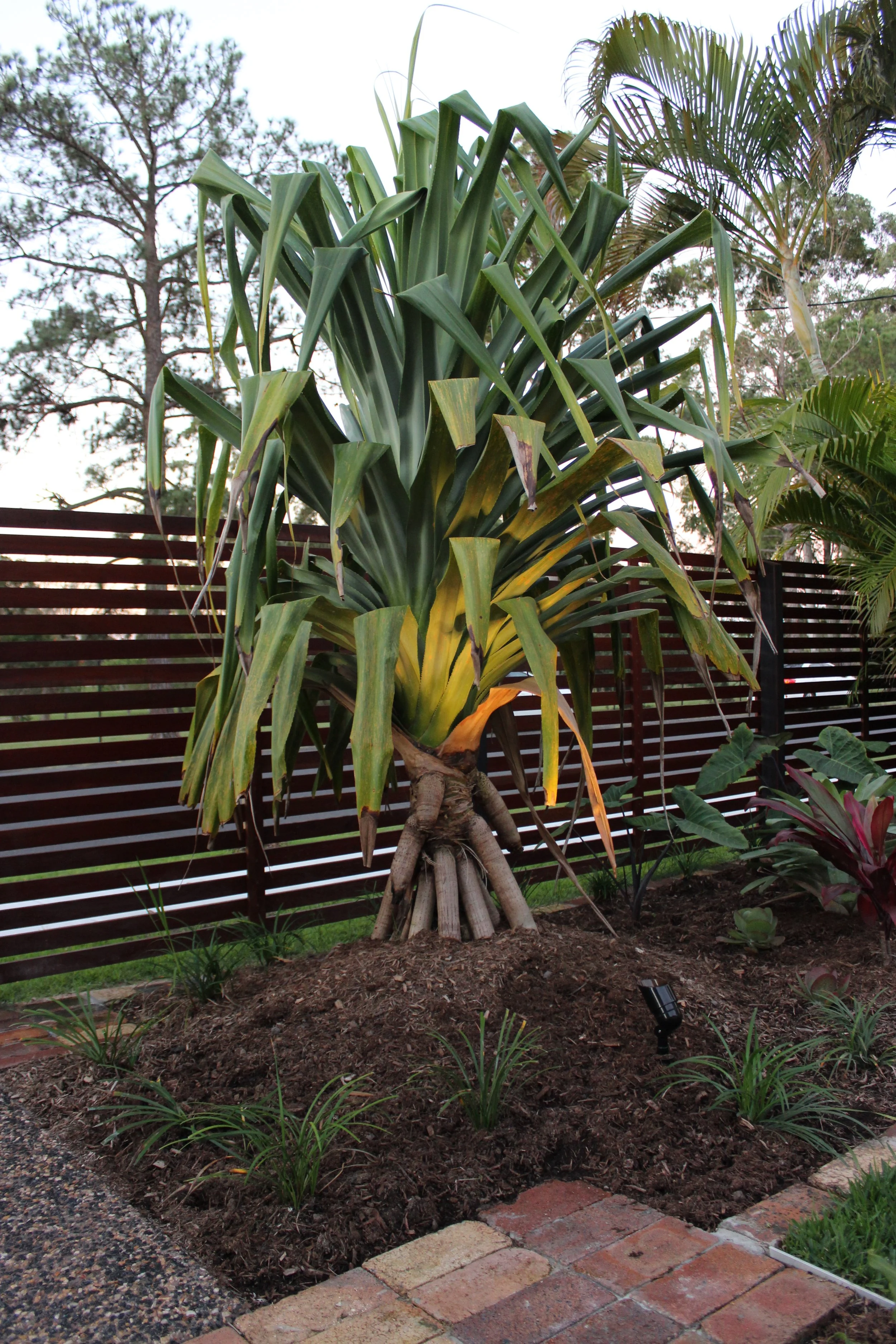 A large potted plant with long green leaves growing from a thick braided trunk, planted in a garden bed with small plants around it, enclosed by a dark wooden fence, with a cloudy sky and trees in the background.