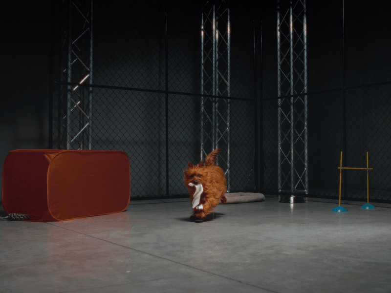 INTERPATH - Animal Athletics