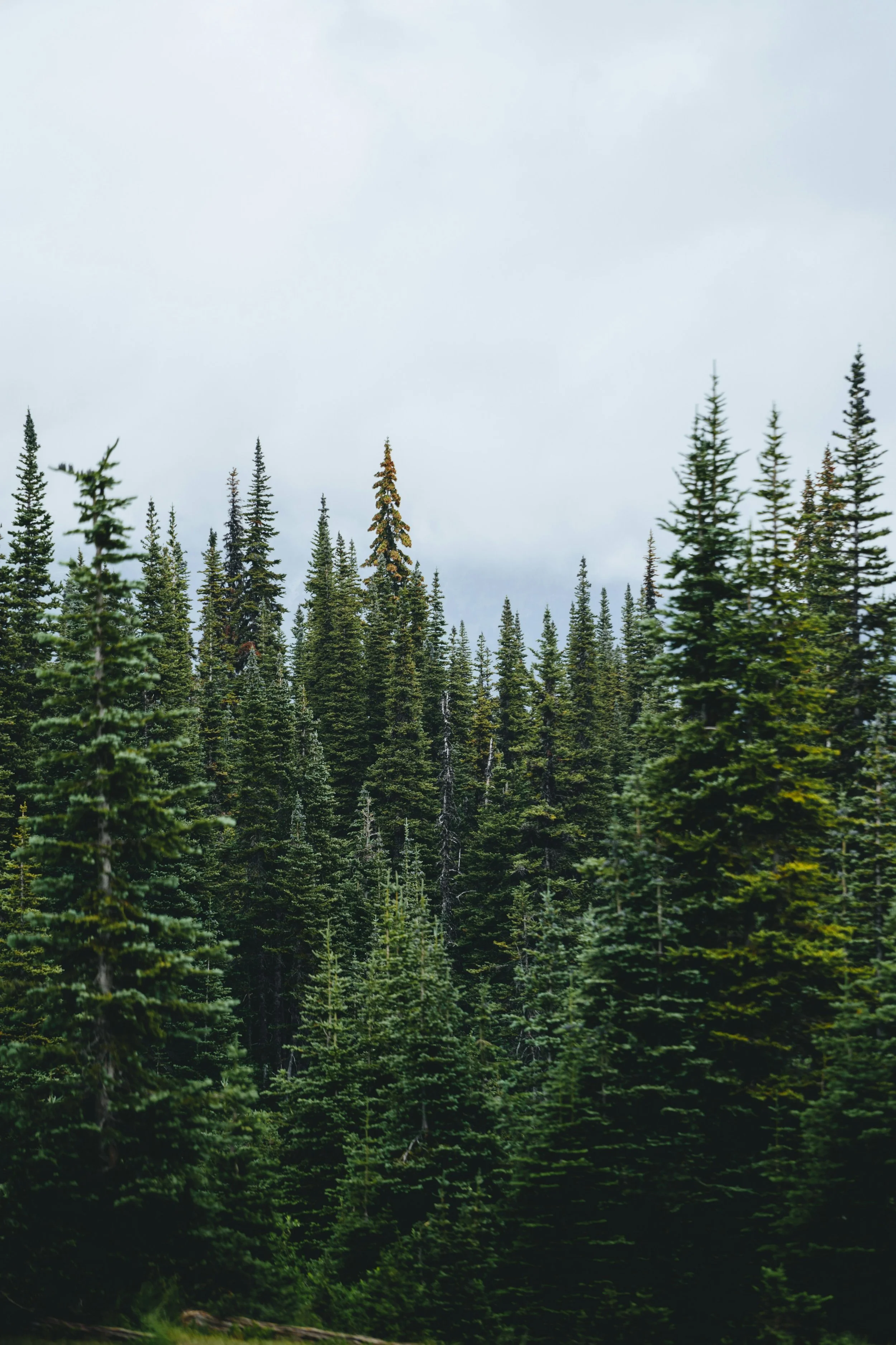 Dense forest of tall evergreen trees with overcast sky in the background. Winter vibes and cute fall ascetic.