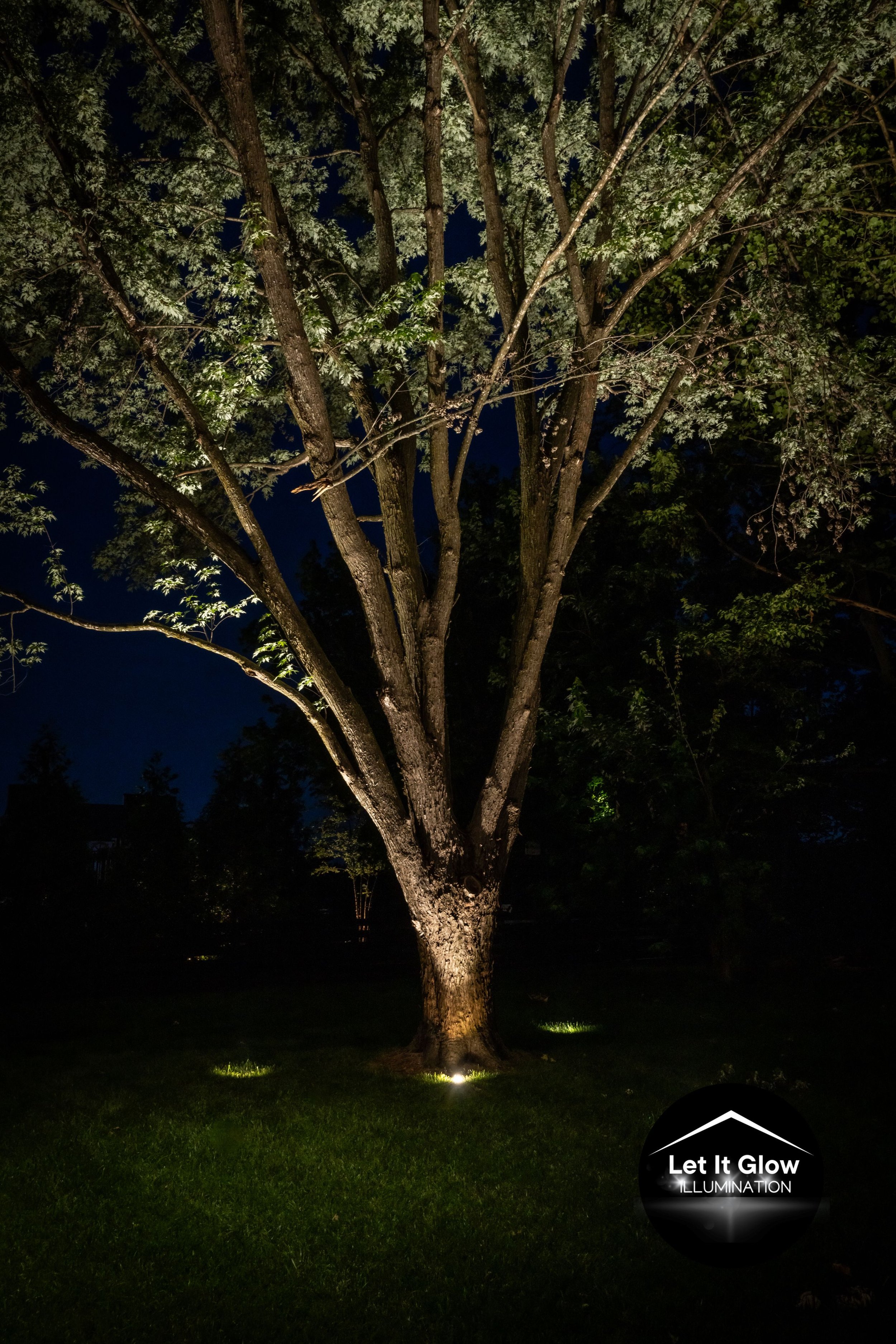 Up-lights vs. Downlights: A Guide to Landscape Lighting