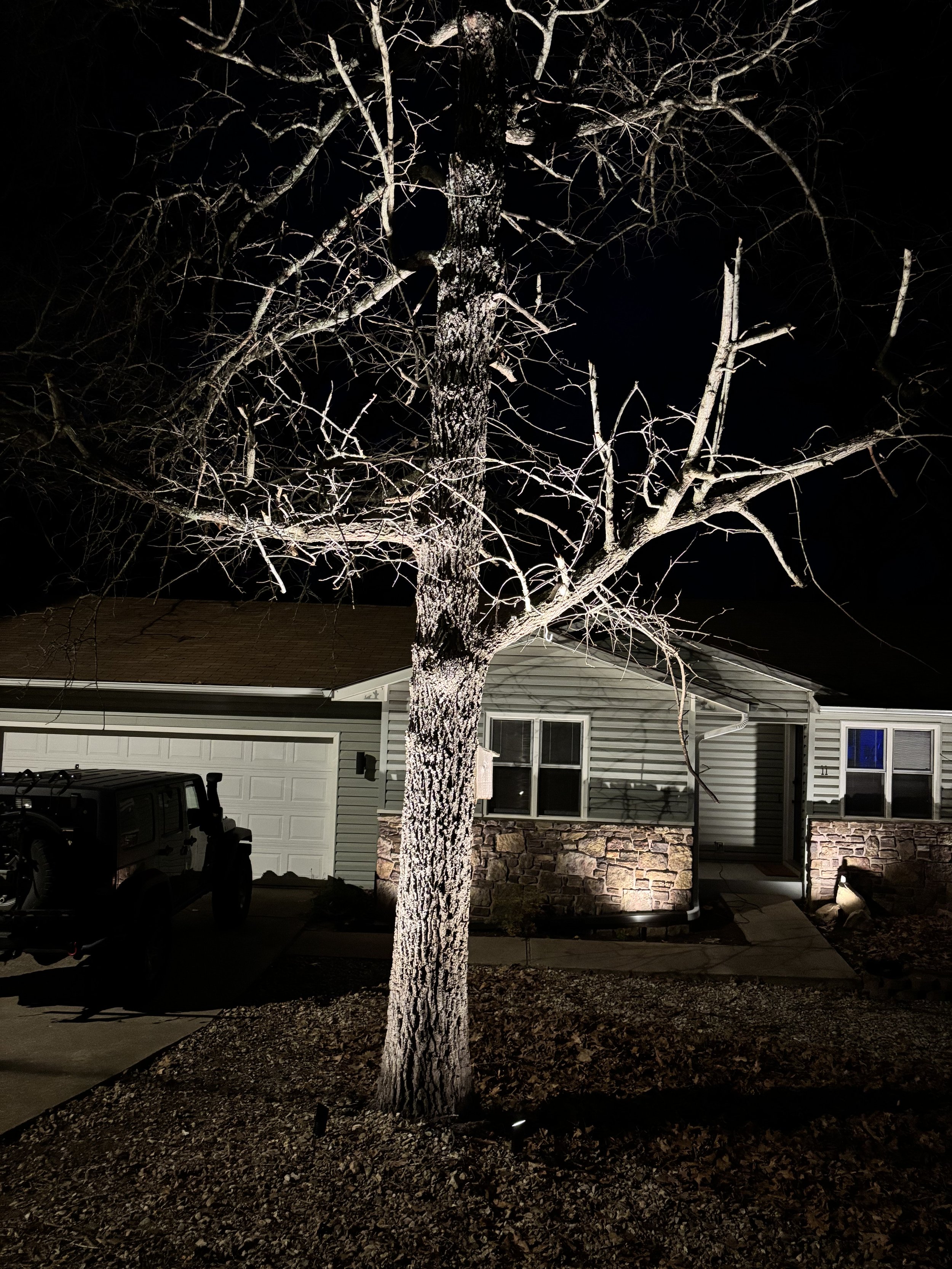 Premier Outdoor Lighting Tree uplight.jpeg