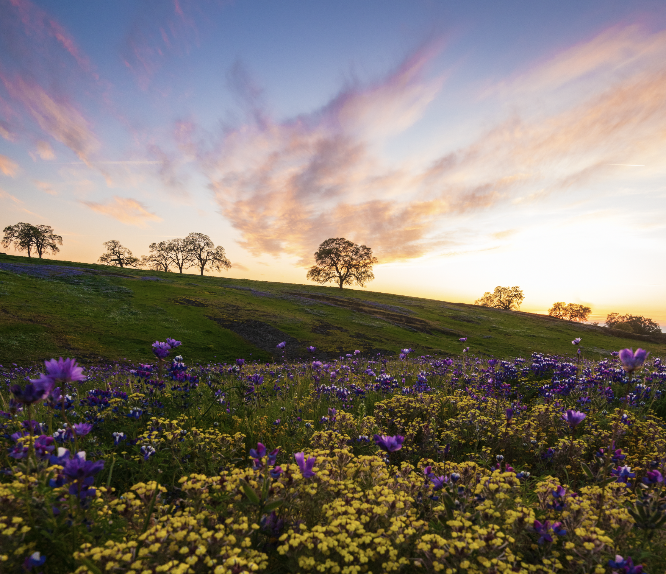 A colorful landscape scene of a meadow filled with purple and yellow wildflowers, a green hillside with scattered trees, and a vibrant sunset sky with pink and orange clouds.
