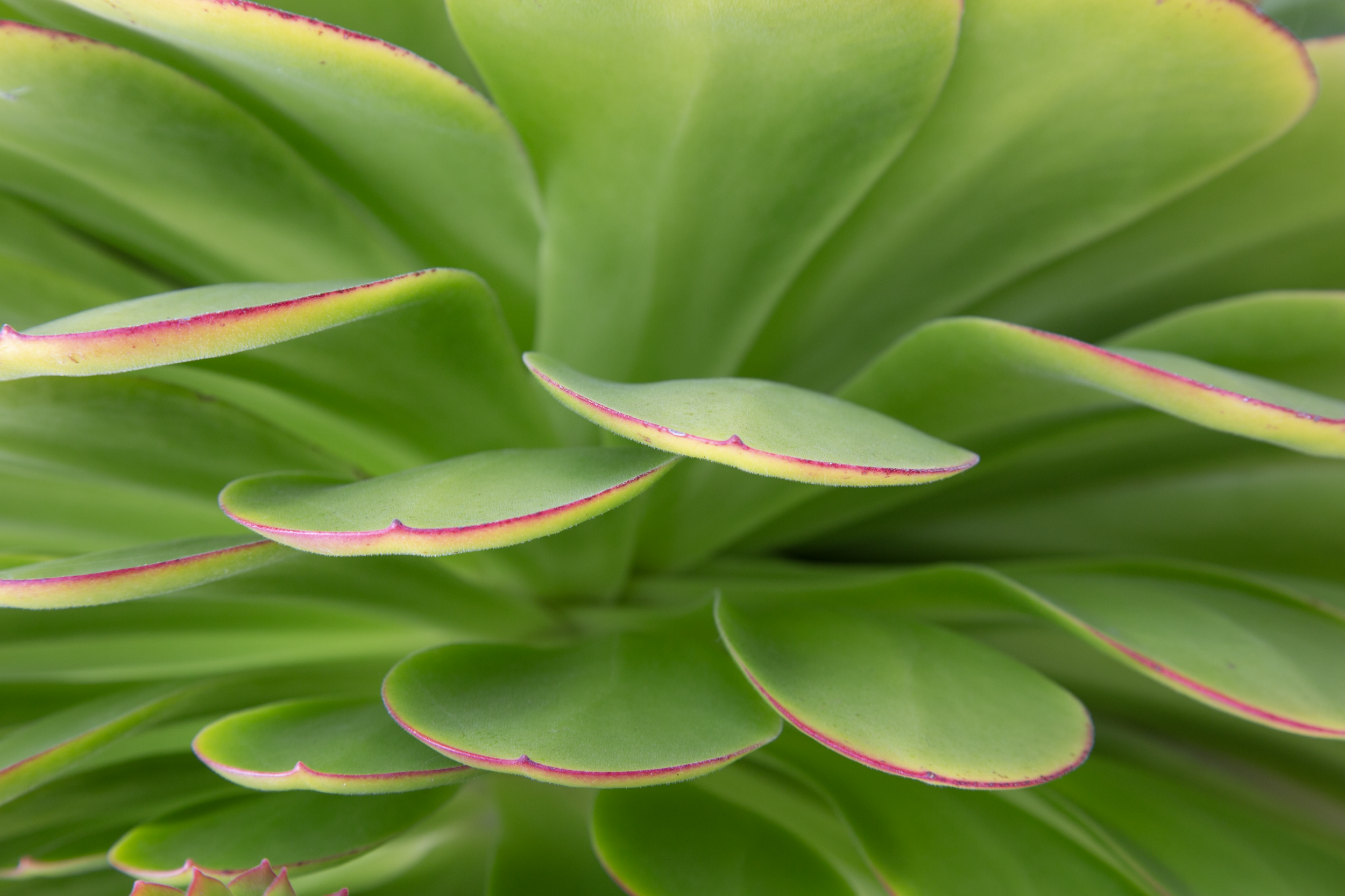 Close-up of green succulent leaves with pink edges.