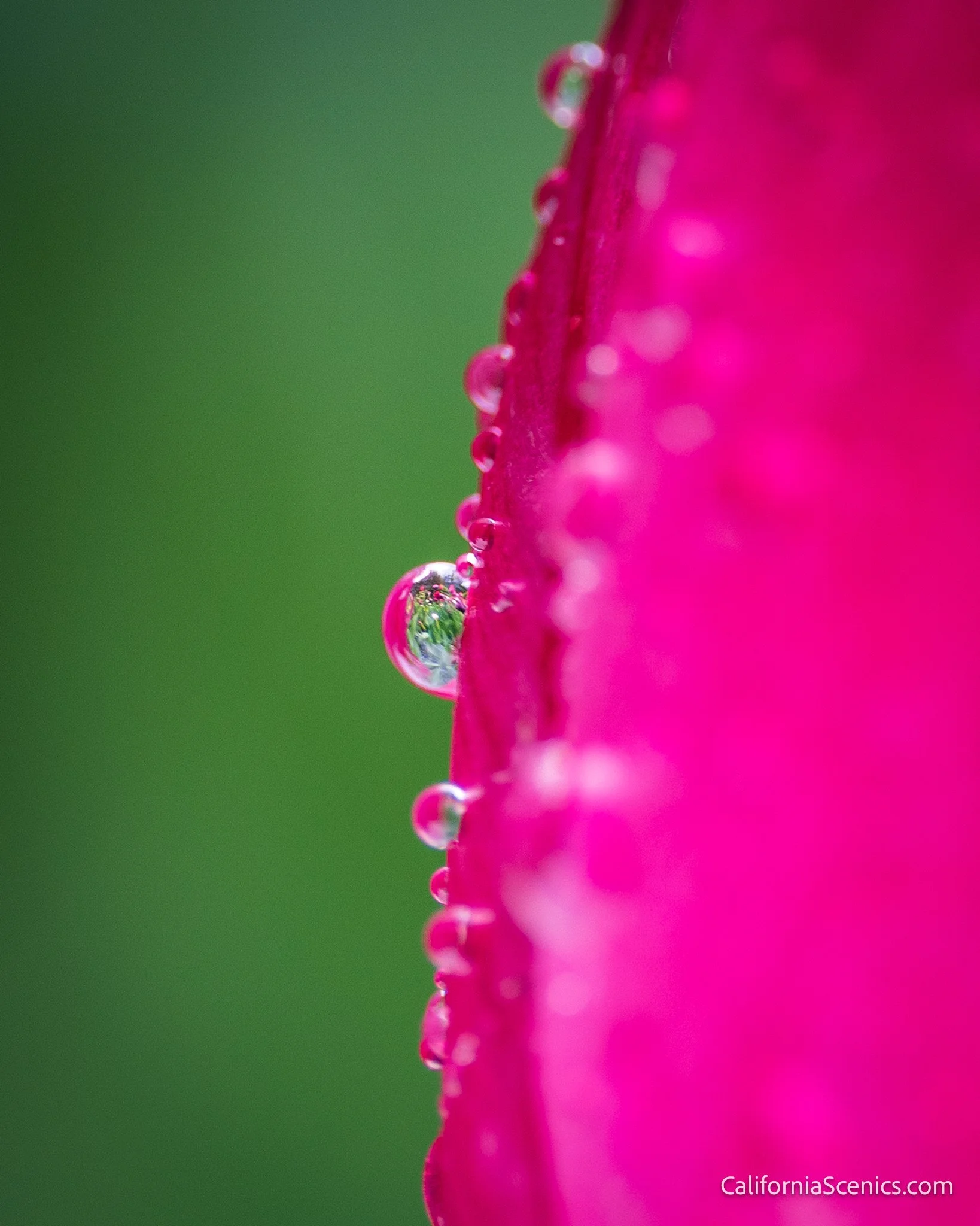 A world of beauty, captured in a single droplet.

Thanks to the folks who braved the storm for tonight&rsquo;s Twilight Tulip Photo Walk. Rain, wind, fog, and a sky that refused to stay quiet&hellip; and moments like this hiding in plain sight.

Fina