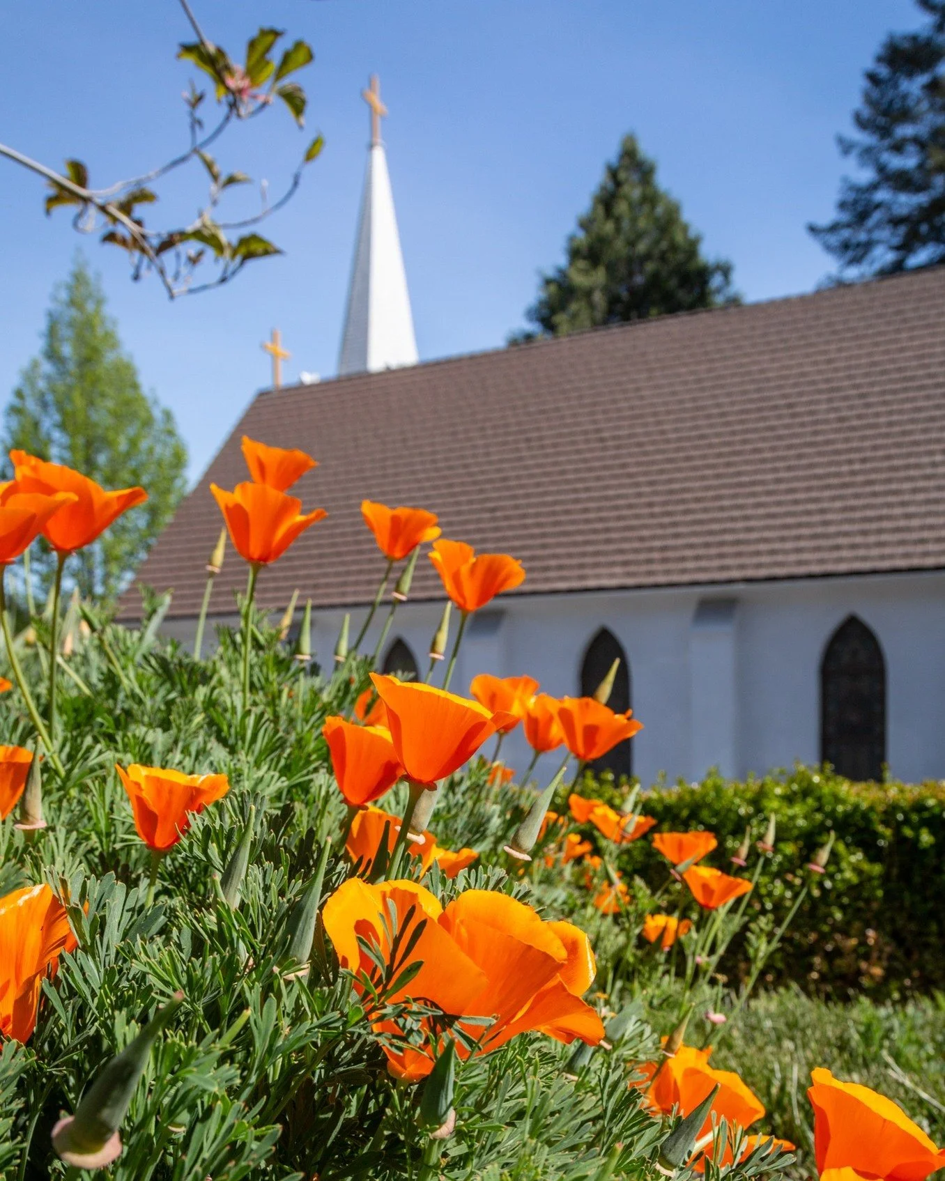 Blooming California Poppies, Nevada City, Calif.