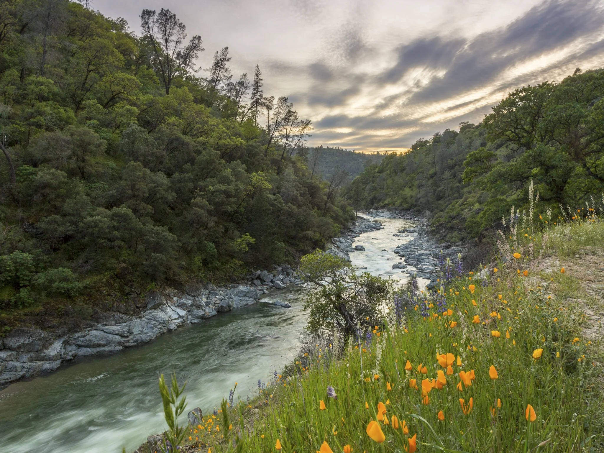 Springtime at Buttermilk Bend Trail, Yuba River