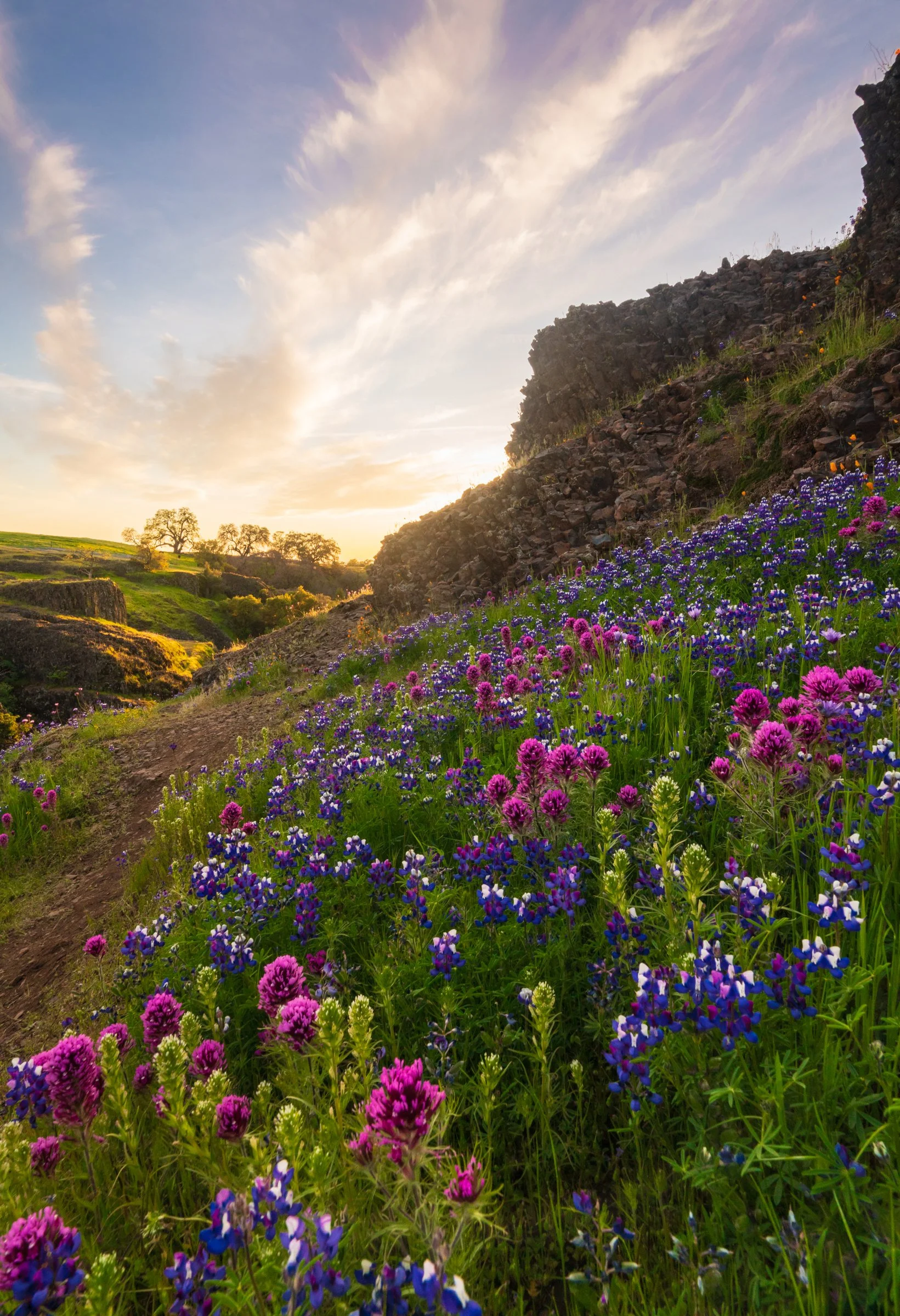 Wildflowers blooming on a hillside near a rocky cliff, with a sunset sky and trees in the background.