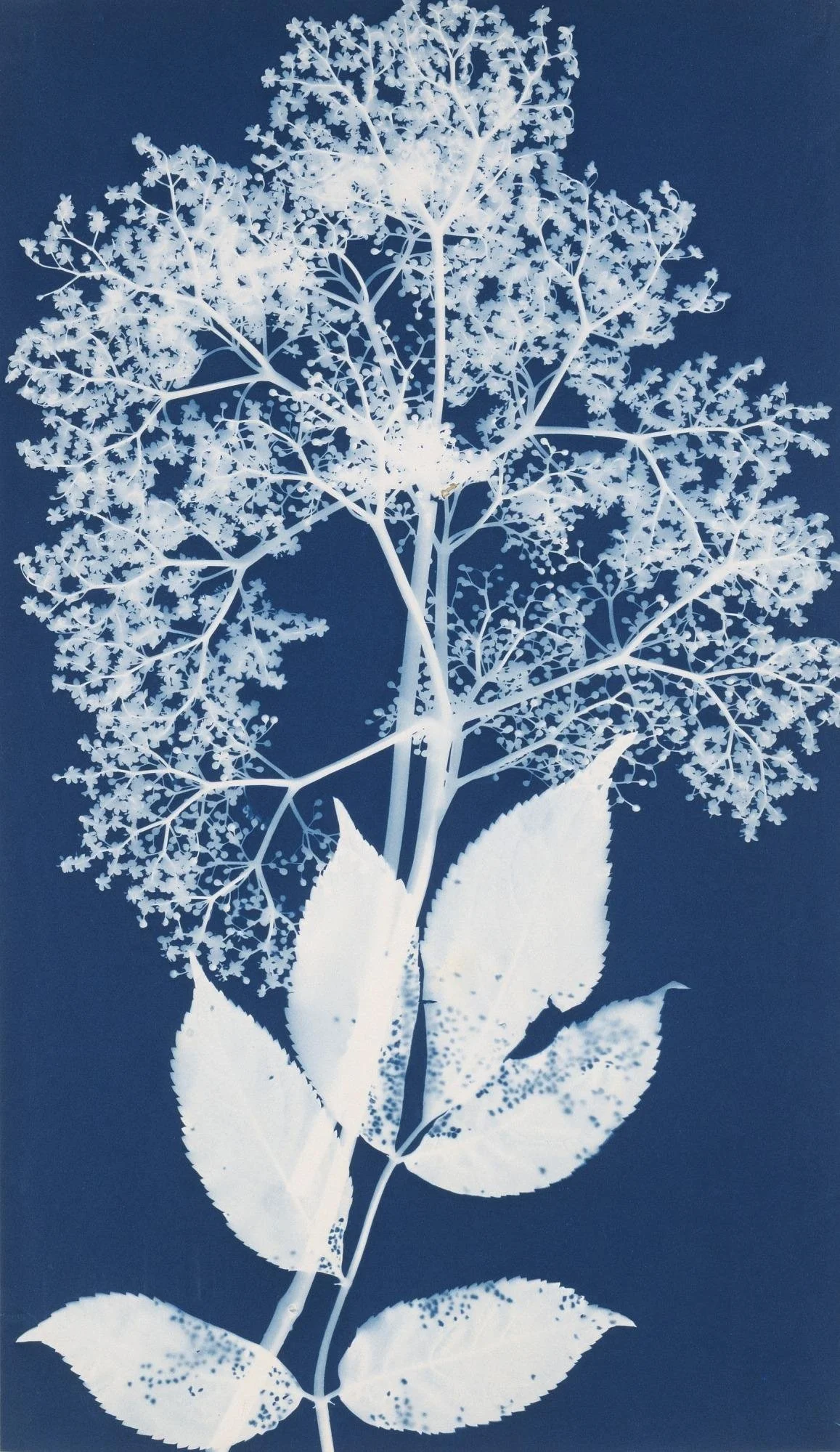 Sun Prints (Ages 10-12)