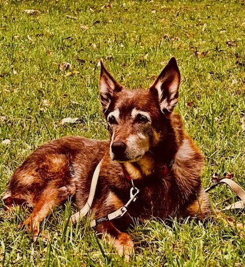 The quiet wisdom of an old dog