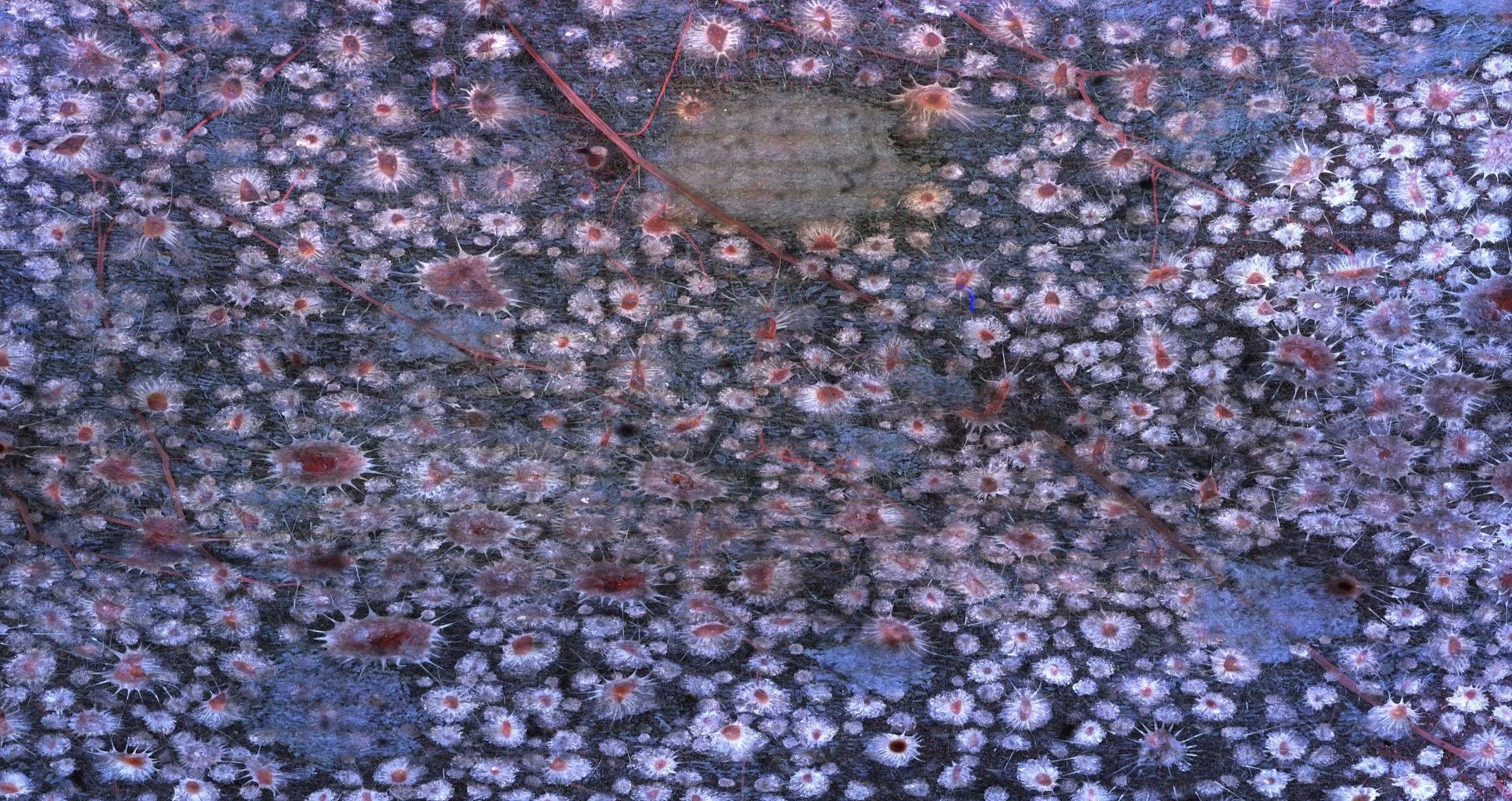 Kripke_Squid+Skin+Microscope+Reference.jpg