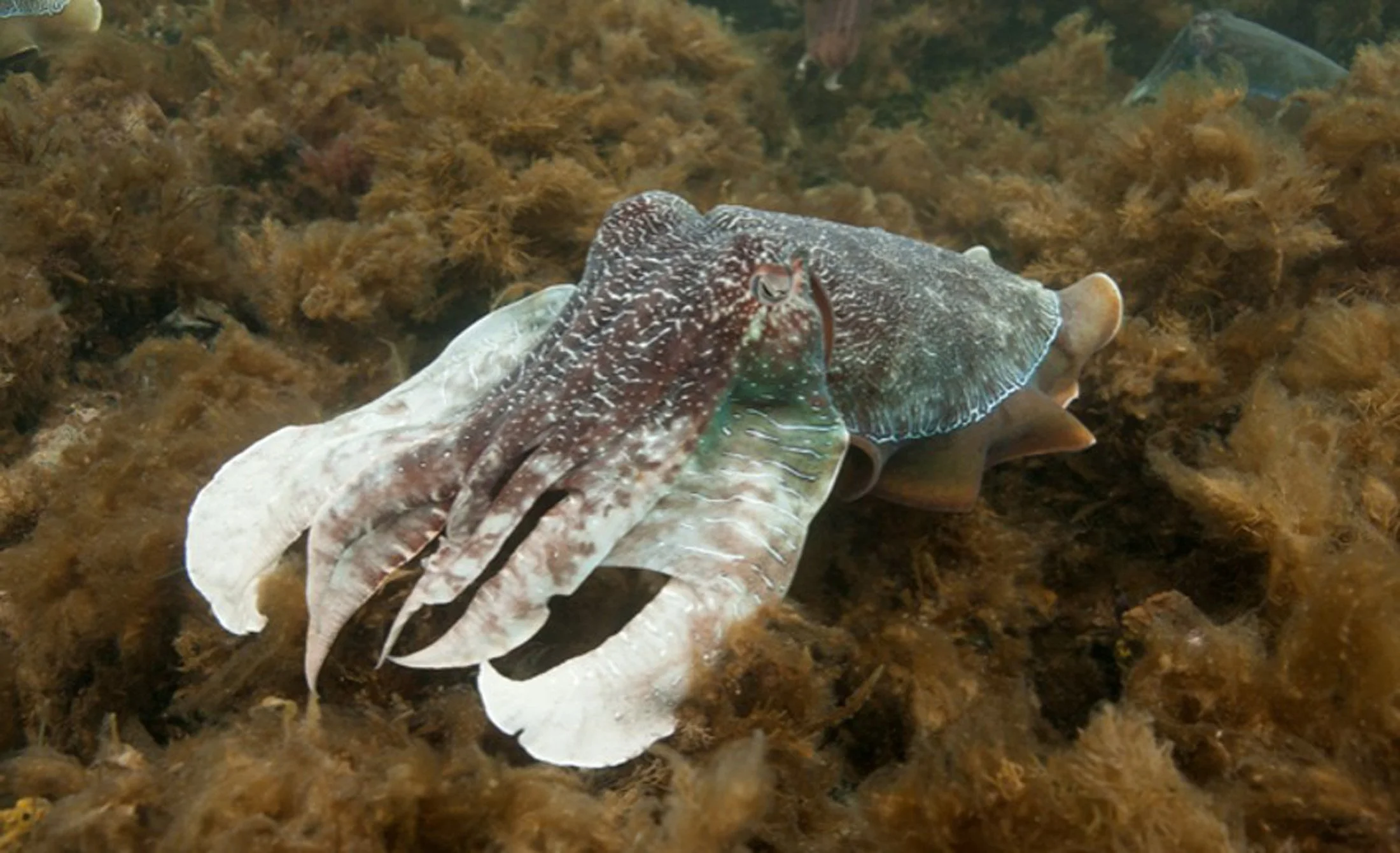 Dynamic Coloration