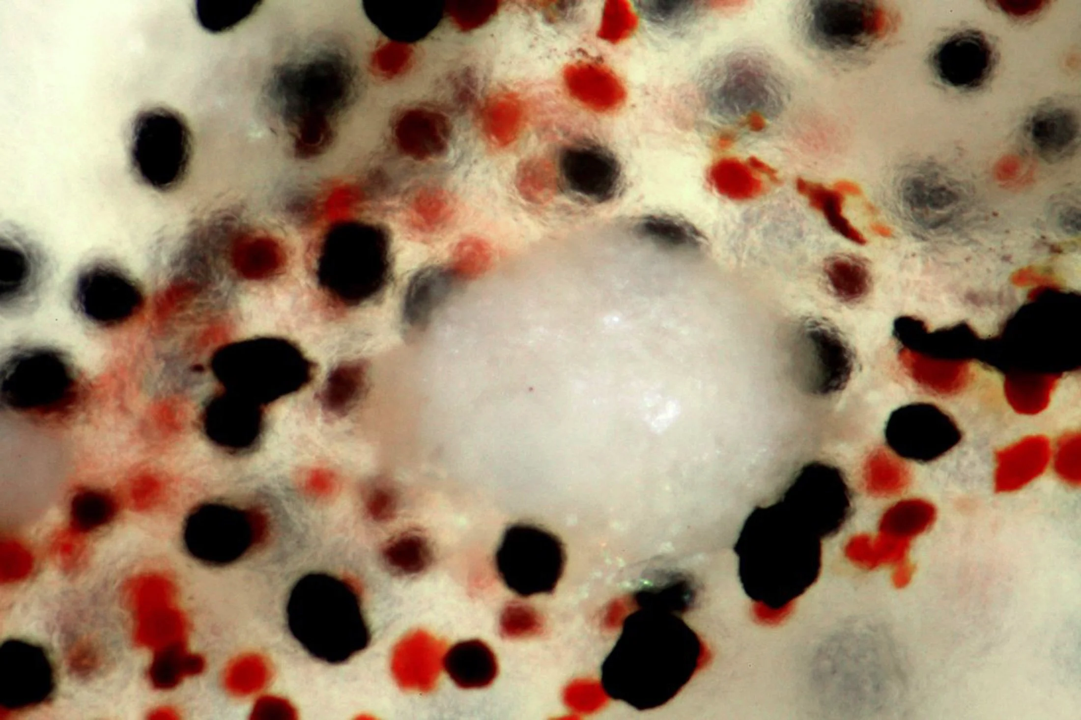 Leucophore3.jpg