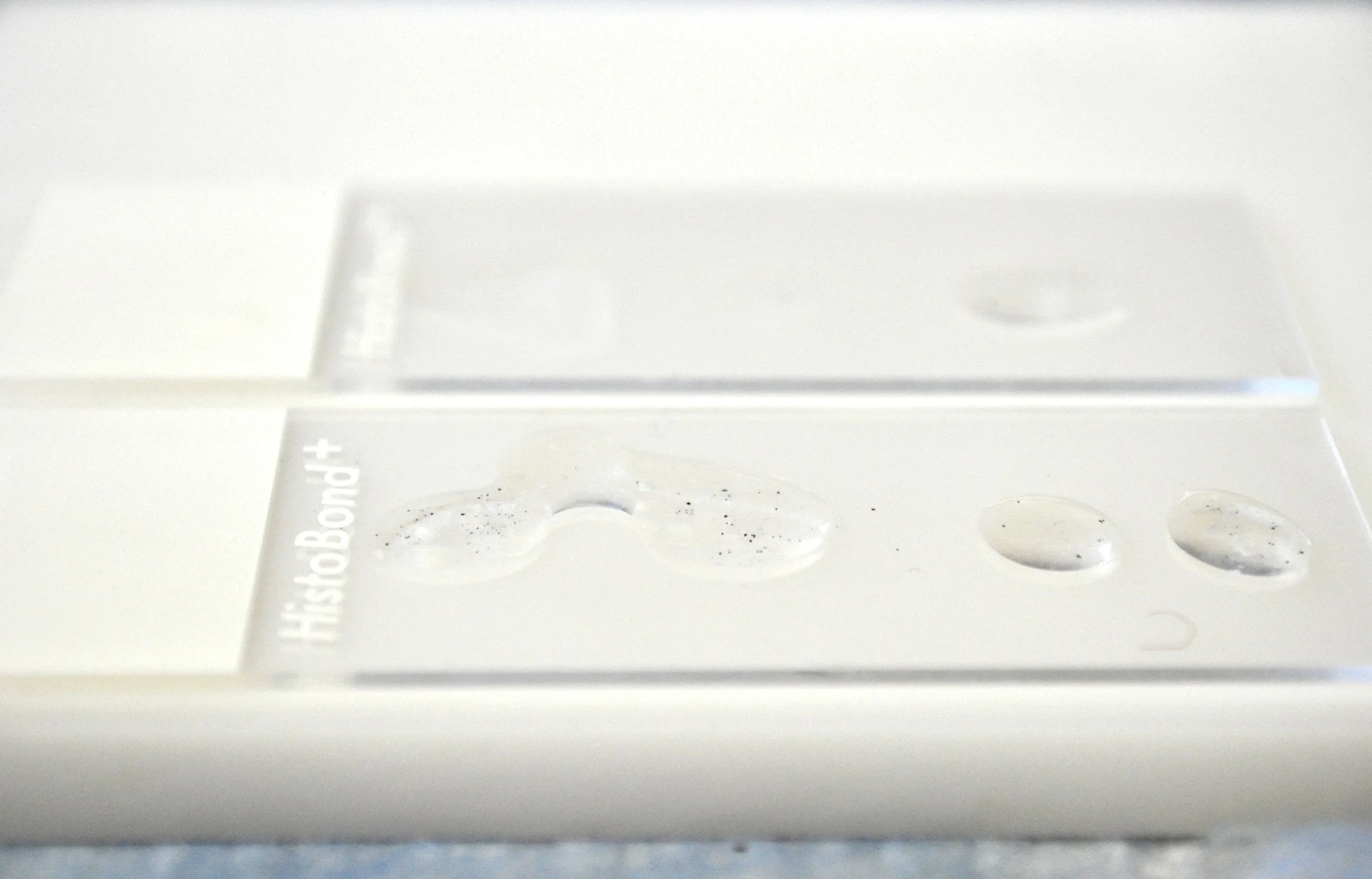 slides_collagenase_1.jpg