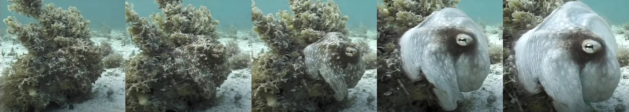 Octopus_still frames.jpg