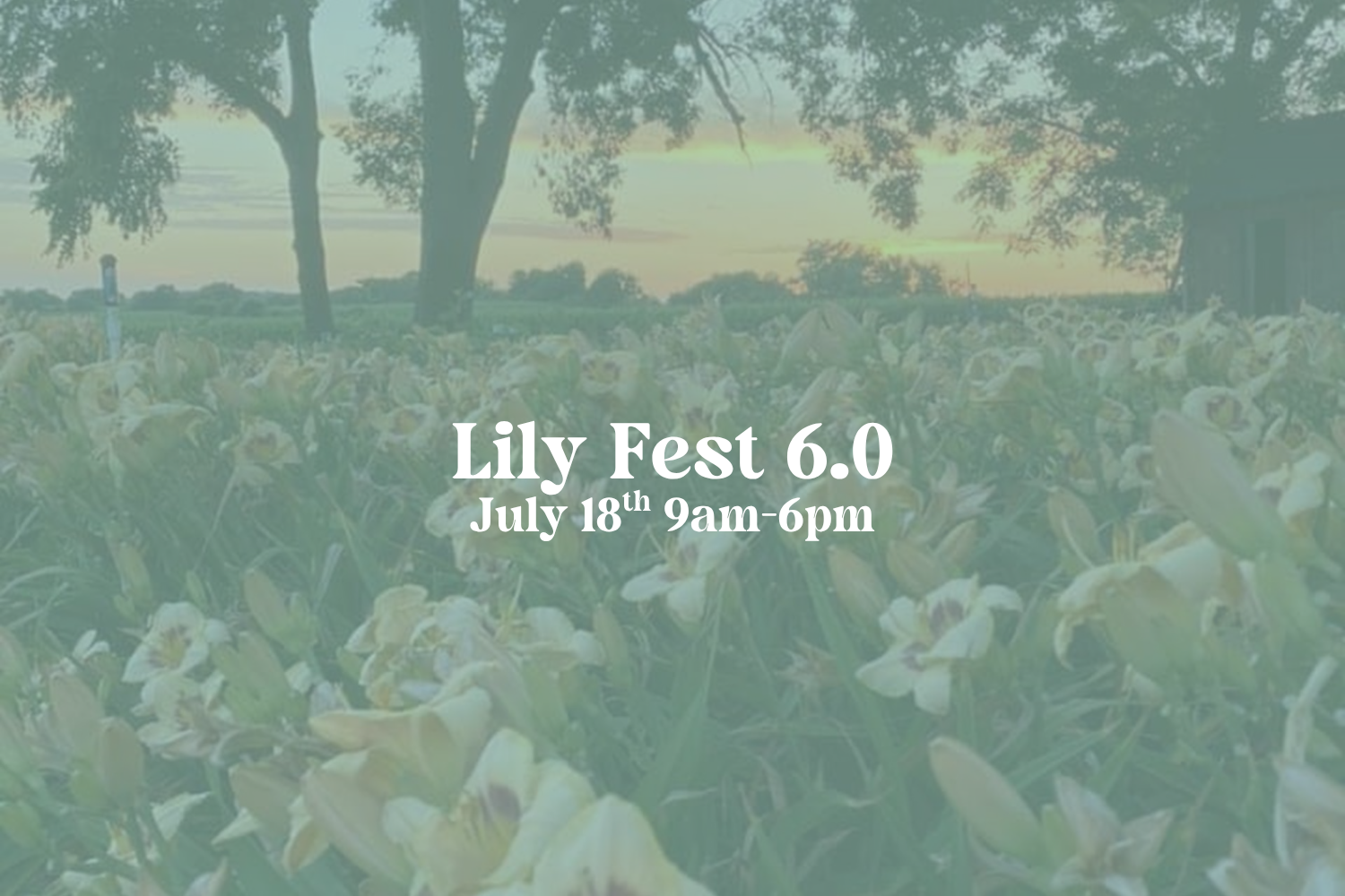 Lily Fest 6.0