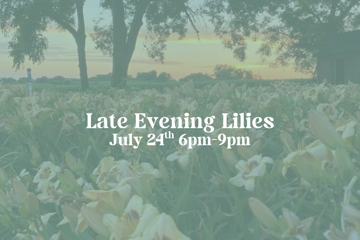 Late Evening Lilies