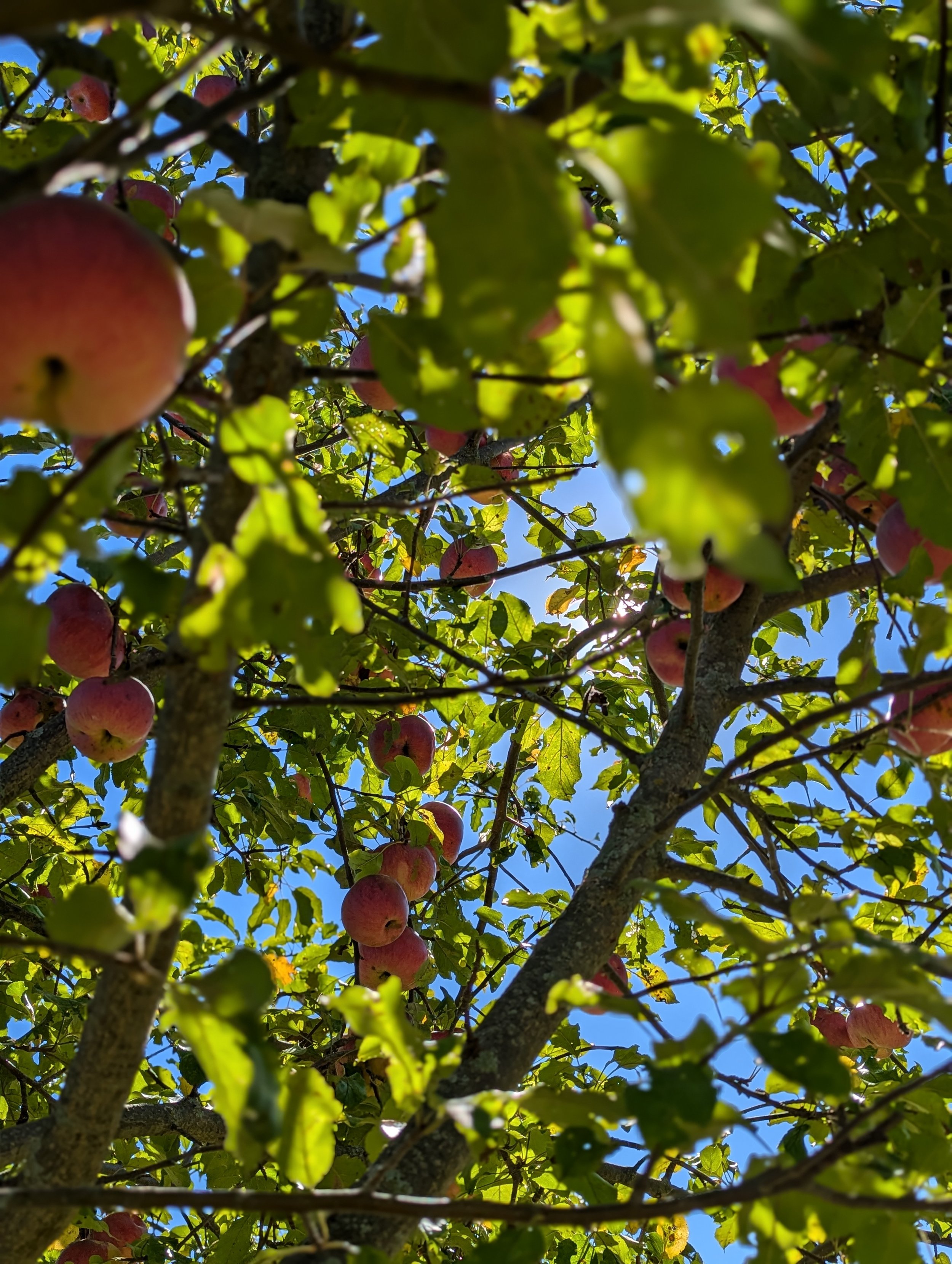 Apples.jpg