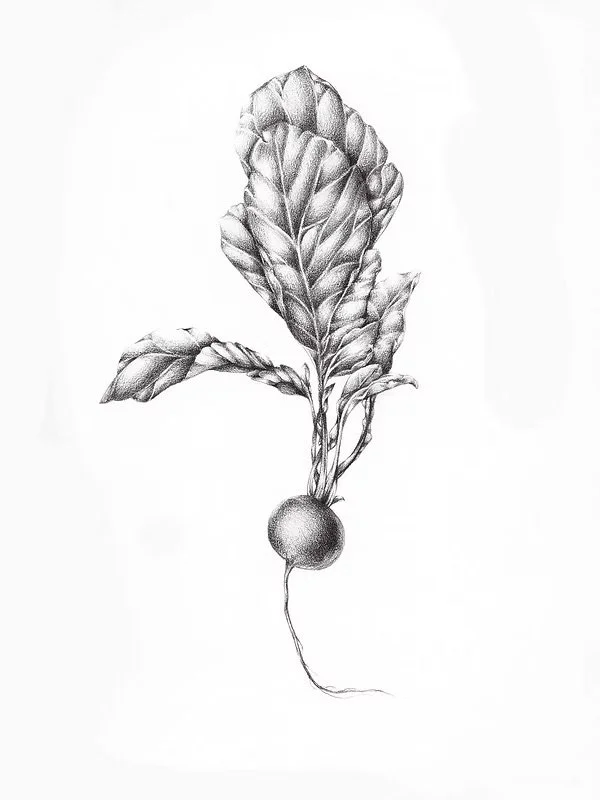 Raddish
2014 | Graphite on Bristol.