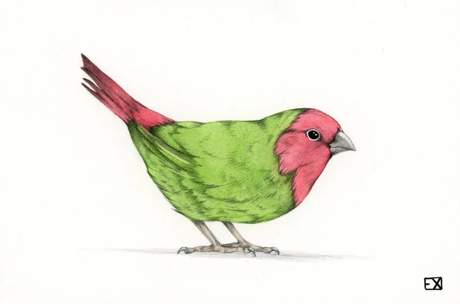 Red Throated Parrot Finch
2019 | 6"x 4" | Watercolor and Graphite on watercolor paper.