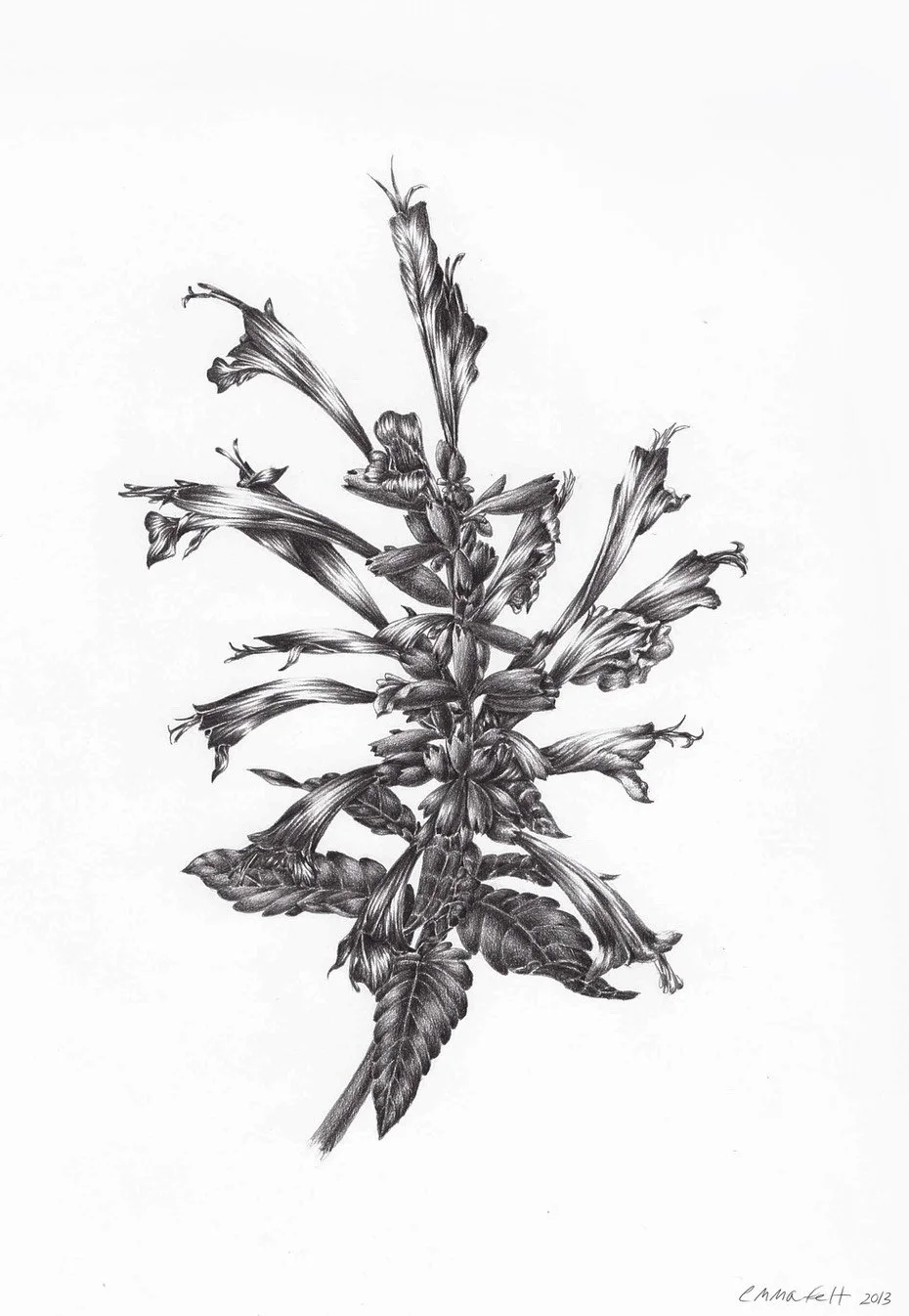 Hummingbird Mint
2014 | Graphite on Bristol.