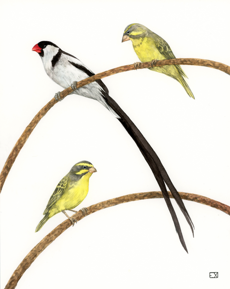 
Pin-Tailed Whydah and Green Singers

2018 | 10"x 8" | Watercolor and Graphite on watercolor paper.