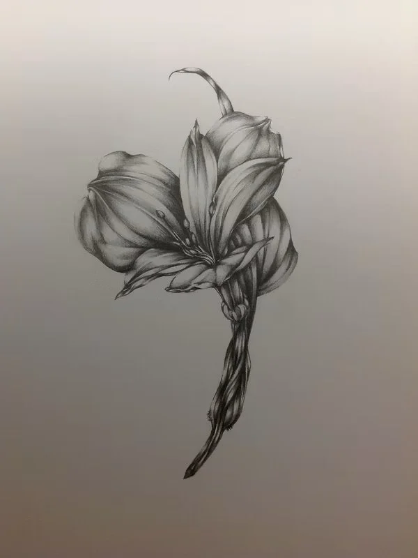 Alstroemeria
2014 | Graphite on Bristol