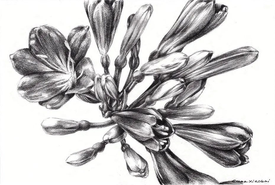 Fire Lily
2015 | 4"x 6" | Graphite on bristol.
