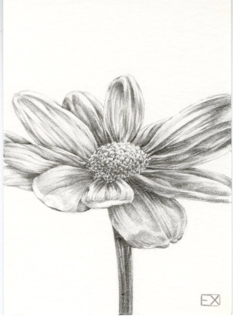 Daisy
2017 | 4"x 3" | Graphite on Bristol.