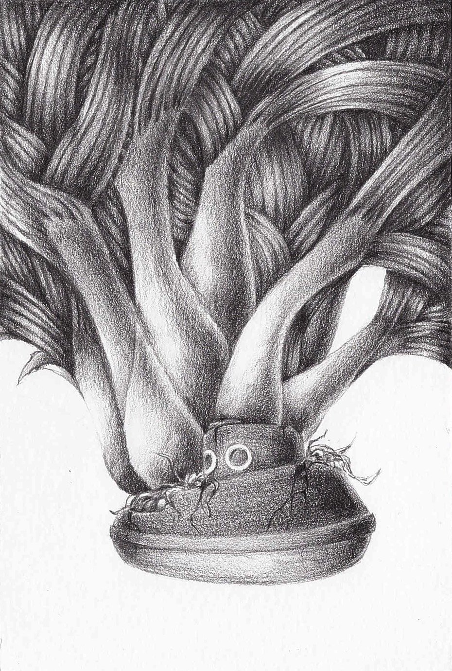 Leek in the Boat
2014 | 6"x 4" | Graphite on bristol.