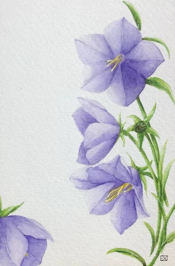 Purple Bloom
2015 | 6"x 4" | Watercolor on watercolor paper.