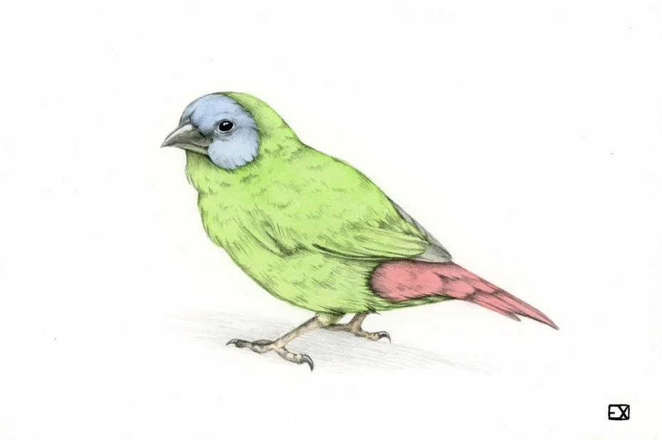 Blue Faced Parrot Finch
2019 | 6"x 4" | Watercolor and Graphite on watercolor paper.