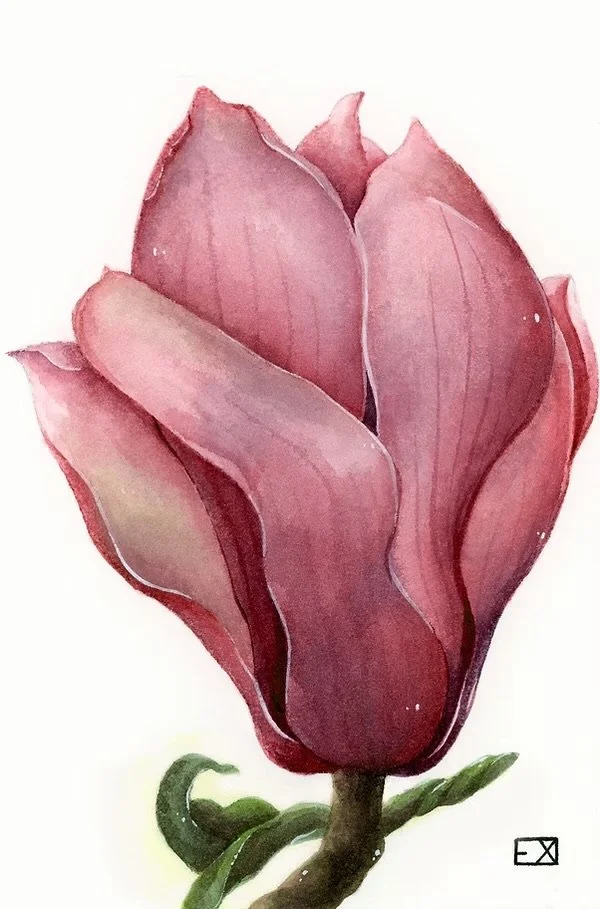 Magnolia
2018 | 6"x 4" | Watercolor on watercolor paper.