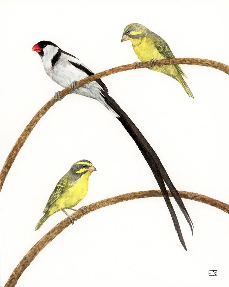Pin-Tailed Whydah and Green Singers

2018 | 10"x 8" | Watercolor and Graphite on watercolor paper.