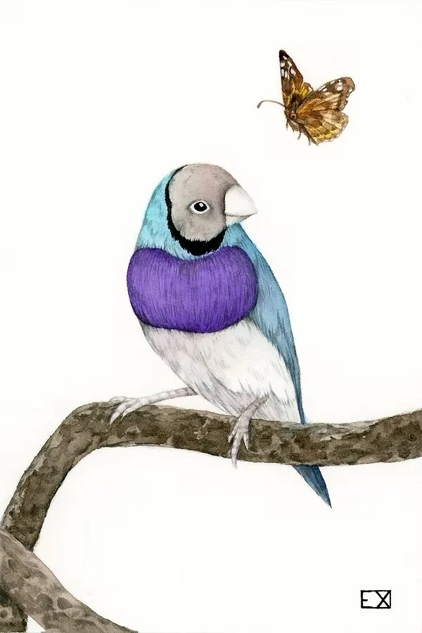 Blue Gouldian Finch
2018 | 6"x 4" | Watercolor and Graphite on watercolor paper.
